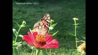 Butterfly of MD Vanessa cardui aug 2019