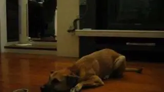 Bodgy does Alligator for the camera