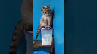 Веня требует внимания😅 #смешныевидео  #котики #топ #shorts #смешные #cat #2024 #тренды