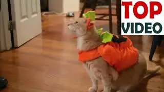 #Cats
