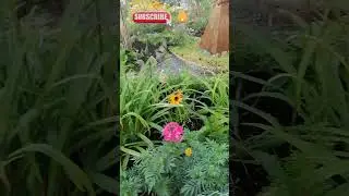 Кто видел УЛЁТный дворик? Городское озеленение!)