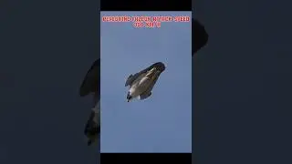 Bald eagle vs peregrine falcon 