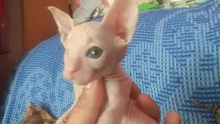 Новый питомец лысый кот инвалид