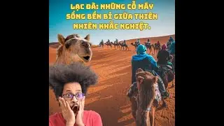 Lạc Đà Những Cỗ Máy Sống Bền Bỉ Giữa Thiên Nhiên Khắc Nghiệt