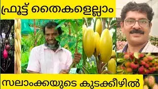 Exotic fruits-  പഴവർഗചെടികളുടെ വൻശേഖരം-Thottungal Farm