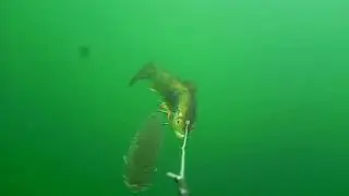 This pike seems to be more interested in out Water Wolf camera than the big trolled lure