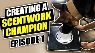 Creating a Scentwork Champion | Episode 1