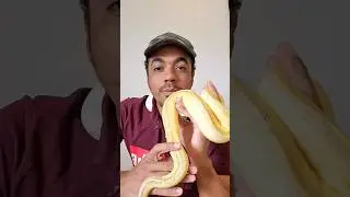 Não tenha uma cobra em casa! #contemironia #pythonball #pythonlove