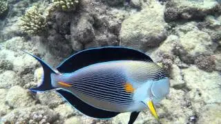 Snorkeling in Hurghada