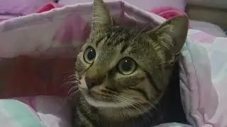 Cutest Tabby Cat