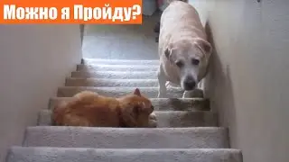 Собаки бояться кошек / Кошки гоняют собак по дому