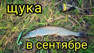 ЛОВЛЯ ЩУКИ В СЕНТЯБРЕ НА МАЛОЙ РЕЧКЕ !!!