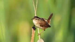 Mr. Marsh Wren :)