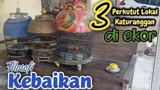 3 Perkutut Lokal Yang Memiliki Katuranggan Di EKOR ‼️ Filosofi Kebaikan