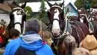 Budweiser Clydesdales at Mt. Angel Oregon