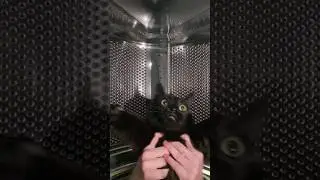 нажмите Е чтобы взять Кот #мем #рекомендации #тикток