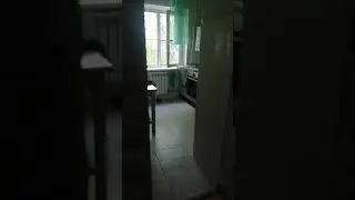 Кошка мейн-кун ест пряники
