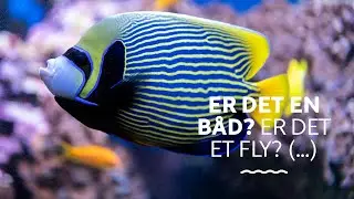 Er det en båd? Er det et fly? Nej, det er vores lynhurtige kejserfisk! 🐠💨