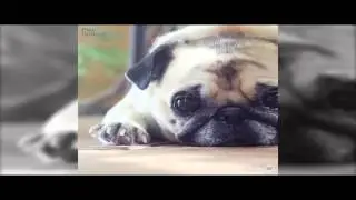 ¿De donde surgio el primer perro?
