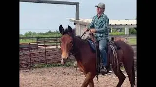 3 year old molly mule