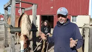 Trimming A Draft Horse's Feet In Shoeing Stocks Easy And Safe  ( May 2021 )
