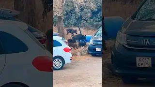 Семейство кабанов на пляже 😂 #travel #nature #music