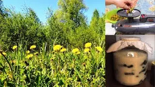 Part 1. Dandelion - yellow 