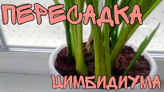 Пересадка цимбидиума в кокосовый субстрат. Смотрим корни и псевдобульбы.