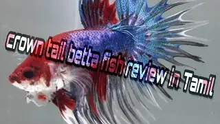 CROWN TAIL BETTA FISH REVIEW IN TAMIL ||JOSEPH ||FRANCIS ||RADON