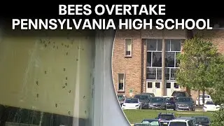 Bees overtake classrooms at Pennsylvania high school