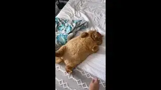 O GATO MAIS GORDO - THE FATEST CAT - #shorts