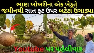 જમીનથી સાત ફૂટ ઉપર બટેટા ઉગાડ્યા આ ખેડૂતે || Air Potato