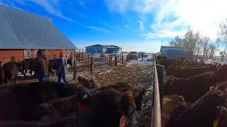 Preg checking in Homemade Tub/Alley