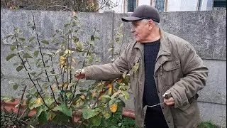 Обрезка сада. Когда лучше: осенью или в конце зимы?
