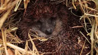 Video Of Hedgehog Moving In Hibernation Box