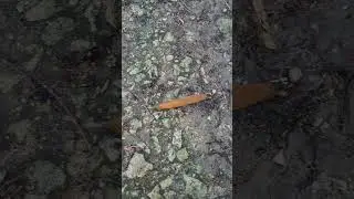 Испанские слизни в Московской области!