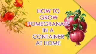 HOW TO PLANT & GROW POMEGRANATE IN A CONTAINER AT HOME | மாதுளை செடி நட்டு வைத்து வளர்ப்பது எப்படி?