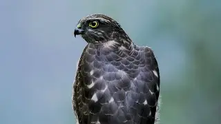 Living Culture, Passed-On Heritage | Falconry Documentary | Arhavi | Artvin
