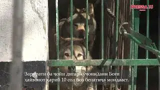 Боғи ҳайвоноти  пойтахт: ранг бину ҳол пурс