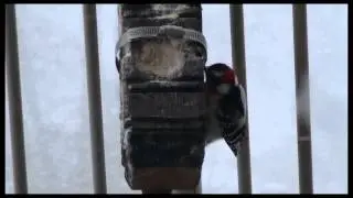 Downy woodpecker in snowstorm