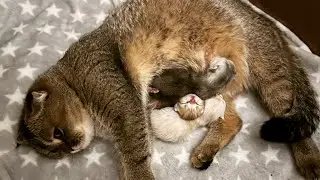 Вот и наши Котятки 🐱Мая Мамочка второй раз 🙀Она еще не понимает 😽Olga Kirchgessner