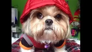 Shih Tzu first Winter walk