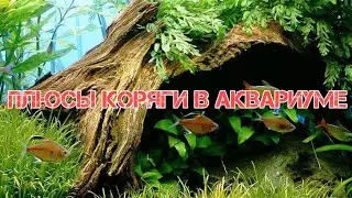 ПЛЮСЫ КОРЯГИ В АКВАРИУМЕ