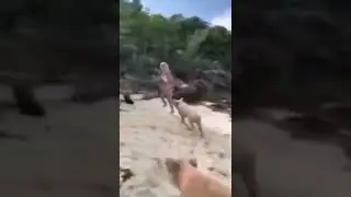 Maiale la morde 
