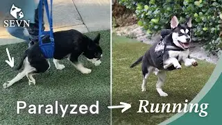 Puppy Battles Rare Diagnosis with Poor Prognosis