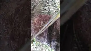 Tejon! тест монеты на ребре в грунте.