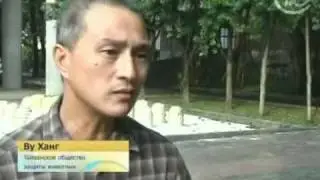 Лигры.