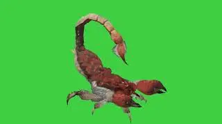 Scorpio green screen  animation| Editor G