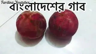 বাংলাদেশের মজাদার গাব ফল ! বিলাতি গাব ফল ! bangladesher gab ! fardina youtuber