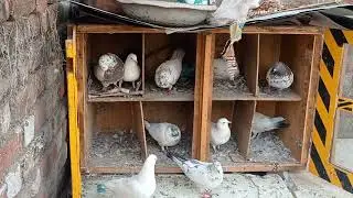 pigeon loft me kya kr rhehe‎@Ak pigeons Loft 